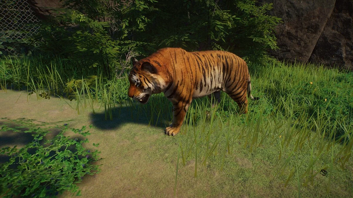 Planet Zoo — Бенгальский тигр - ремастер